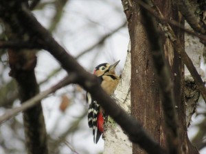 20201222蓼科エリア アカゲラ