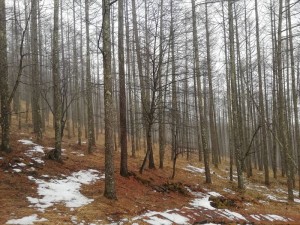 蓼科エリア今日のお天気