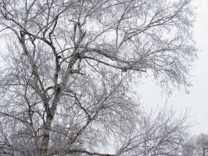 蓼科エリア別荘地の霧氷