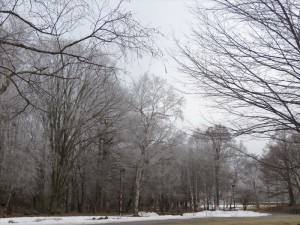 蓼科エリア別荘地の霧氷