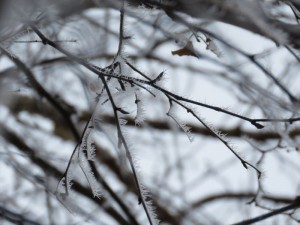 蓼科エリア別荘地の霧氷