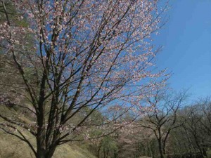 信州白樺高原緑の村