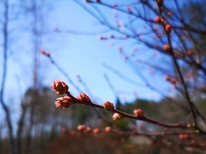 蓼科エリア別荘地も春の兆し