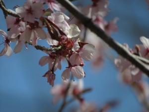 信州白樺高原緑の村