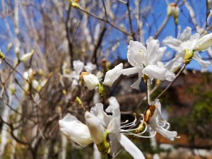 蓼科エリア別荘地も春の兆し