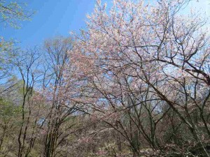 信州白樺高原緑の村