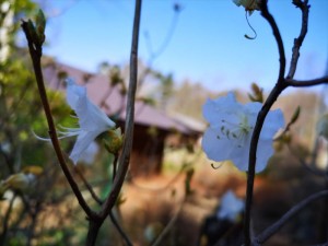 蓼科エリア別荘地も春の兆し