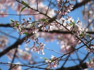 信州白樺高原緑の村