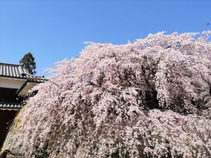 20210401上田城桜1