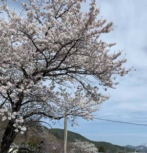 20210408長和町桜