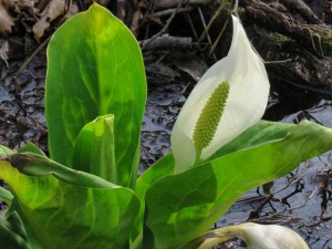 蓼科の山の中を散策