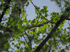 蓼科エリア別荘地の様子