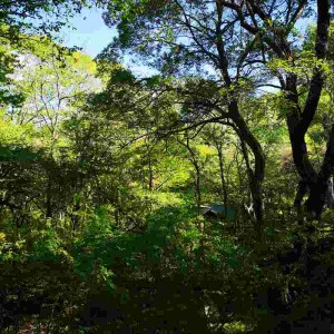 蓼科高原エリア別荘地の新緑