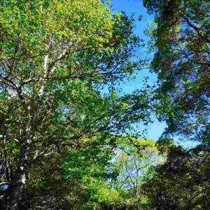 蓼科高原エリア別荘地の新緑