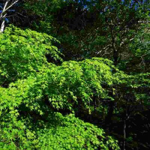 蓼科高原エリア別荘地の新緑