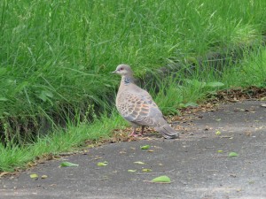 20210703姫木平別荘地内 鳩