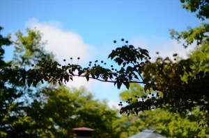 蓼科別荘エリア今日のお天気