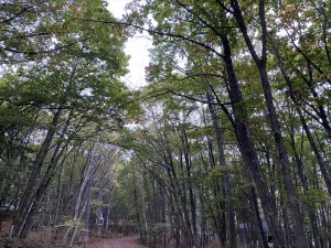 蓼科別荘エリア今日のお天気