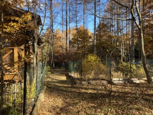 定住可能！「豊かな森に佇む平坦地のログハウス」に行ってきました。