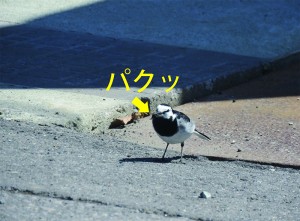 鳥