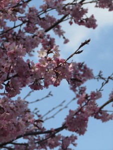 20220423リゾートメンテナンス桜②