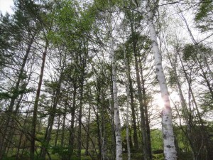 蓼科のお天気情報と春の蓼科で発見