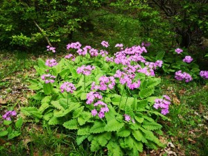 蓼科エリア別荘地の山野草