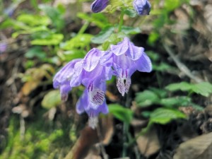 蓼科エリア別荘地の山野草