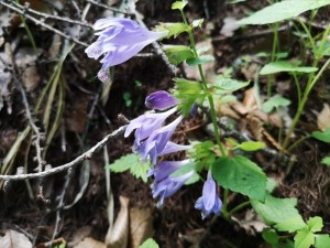 蓼科エリア別荘地の山野草