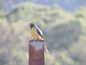 20220623蓼科エリア鳥1