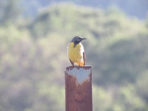 20220623蓼科エリア鳥2