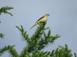 20220623蓼科エリア鳥3