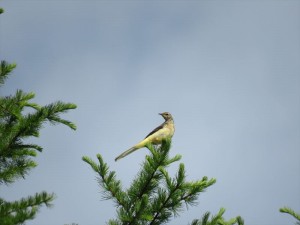 20220623蓼科エリア鳥4