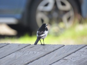 20220708蓼科エリア鳥1