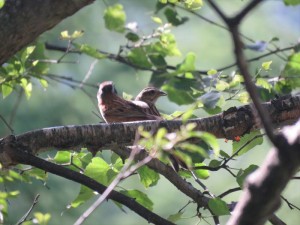 20220708蓼科エリア鳥4