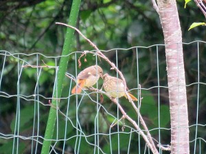 20220714蓼科エリア鳥3