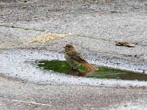 20220714蓼科エリア鳥4