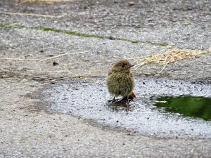 20220714蓼科エリア鳥5