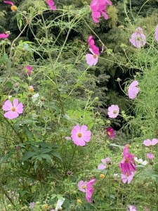 20220924大門峠秋桜②