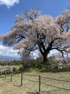 山梨でお花見5