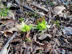 蓼科別荘地お天気情報と物件写真撮影☆