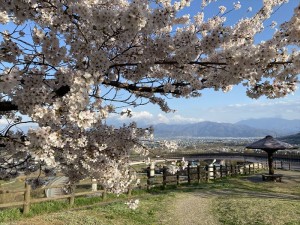 山梨でお花見12