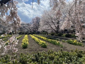 山梨でお花見13