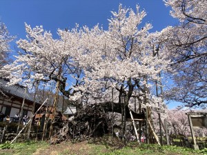 山梨でお花見3