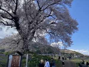 山梨でお花見4