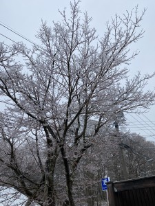 雨氷①