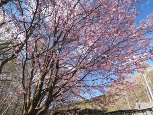 20240425山の桜2