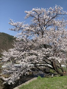 2024415長和町役場周辺桜①