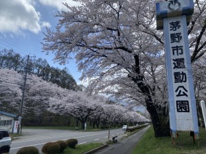 茅野市運動公園の桜2