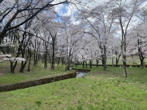茅野市運動公園の桜6